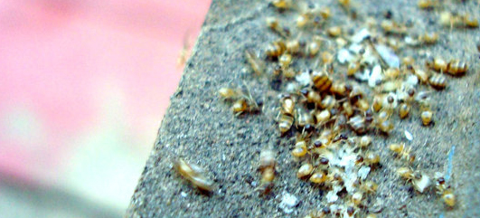 Termites eating wood