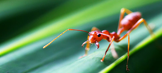 Ant on a leaf