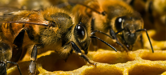 Bees feasting